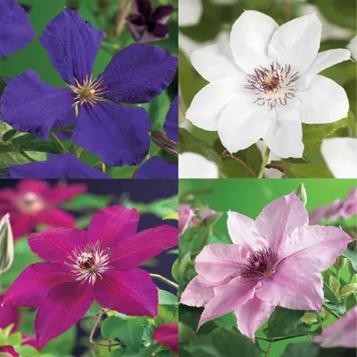Produktbild von Kletterpflanze Clematis Rainbow Wenig Pflege 4 Pflanzen 11cm 40cm Gartenpflanze