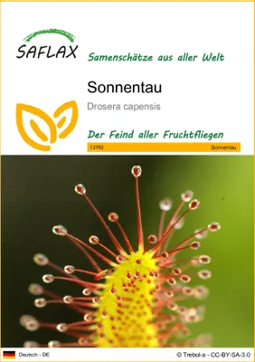 Produktbild von SAFLAX - Sonnentau - Drosera capensis - 200 Samen