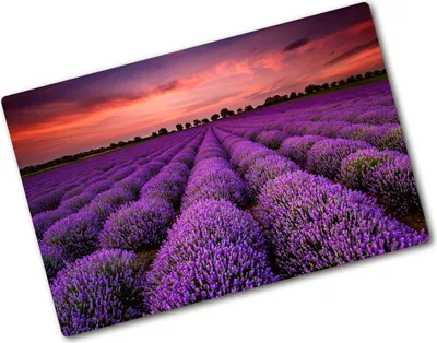 Produktbild von Tulup Glas Herdabdeckplatte - 80x52 cm - Glaskeramikkochfeld-Abdeckung Spritzschutz Glasabdeckplatte - Einteilig - Landschaften - Lavendelfeld - Lila