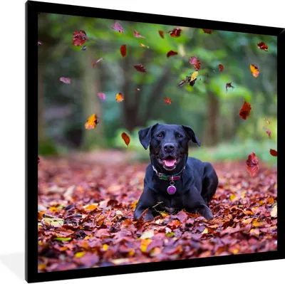 Produktbild von MuchoWow® Gerahmtes Poster Schwarzer Labrador Retriever inmitten schöner Herbstblätter liegend 40x40 cm - Poster mit Schwarzem Bilderrahmen Wandposter Rahmen Foto Bilder - Mit Rahmen - Wanddekoration Schlafzimmer