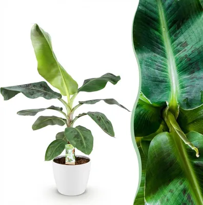 Image de Musa acuminata Dwarf Cavendish - Bananier - Peu d'entretien - Vert - avec Potter Blanc - 70-75cm - Ø21cm - Plante d'intérieur - Ensemble complet - Plante avec pot