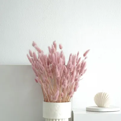 Produktbild von Lagurus Hasenschwanz Samtgras Trockenblumen 60-70cm DIY Blumendeko