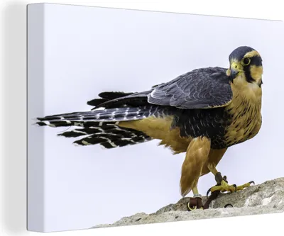 Produktbild von OneMillionCanvasses® - Leinwandbilder - 140x90 cm, Wanderfalke - Vogel - Tiere, Wandbilder Kunstdruck Wanddekoration - Foto auf Leinwand - Gemälde auf Holzrahmen