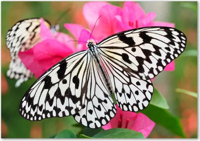 Produktbild von Tulup® Leinwandbild - 100x70 cm - Wandkunst - Drucke auf Leinwand - Leinwanddruck  - Tiere - Rosa - Schmetterling Blume