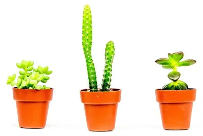 Obrázok produktu pre Gardners Sada 3 rastlín Kaktusová zmes, priemer 6 cm