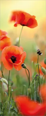 Produktbild von Wallario Poster - Mohnblumenblüten, Kunstdruck Größe: 50 x 125 cm