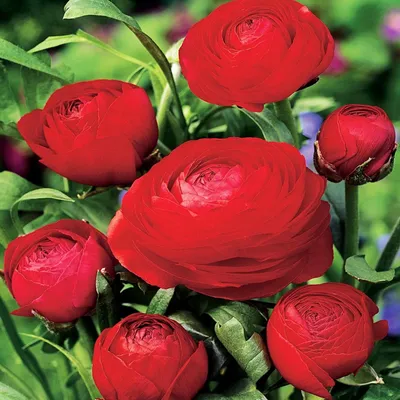 Produktbild von Ranunkel Zwiebel Blumenzwiebel Gartenblume Ranunculus Ranunkel rot 5 St.