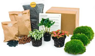 Produktbild von Flaschengarten Starterset Coffea Arabica - Pflanzenterrarium mit Kaffeepflanze