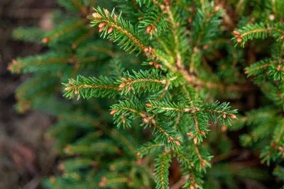 Produktbild von Picea abies 'Pygmaea', Zwergfichte, 25–30 cm