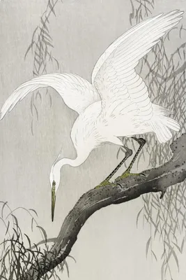 Zdjęcie produktu dla Plakat 40x60cm White Heron on Tree, Koson Japoński Vintage do Salonu