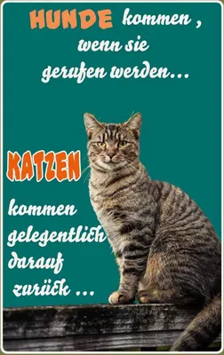 Produktbild von vianmo Holzschild 30x20 cm Hunde kommen wenn Katzen Tier Haustier