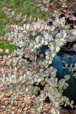 Produktbild von Sedum sieboldii 'Mediovariegatum', Fetthenne, buntlaubig, ca. 9x9 cm Topf