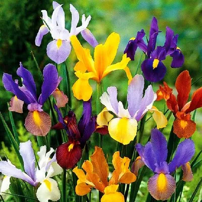 Immagine prodotto di Iris Iris olandese Mix 10 bulbi di iris iris