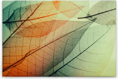 Produktbild von Leinwandbild Blätter 60 x 90 cm - Wandbild Natur Grün Orange Tadessi Leinwandbild - Keilrahmen Wohnzimmerdeko Wanddeko Wandgemälde