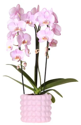Image de Kolibri Orchids | Orchidée Rosa Niagara Falls + cache-pot Poppy Rosa – taille du pot Ø12 cm | Plante d'intérieur fleurie – fraîchement livrée par le producteur
