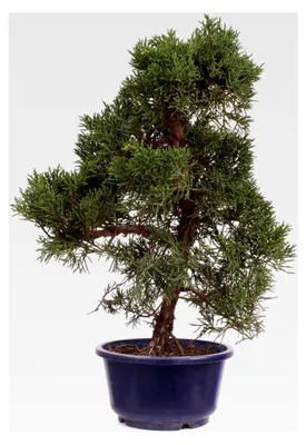 Produktbild von Bonsai - Juniperus chinensis 'Kishu' Chinesischer Wacholder aus Japan 226/51
