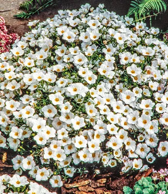 Produktbild von BALDUR Garten 15x Bodendecker winterharte Bergsandblume, Pflanzen im 9x9 cm-Topf, Arenaria montana, Sandkraut, Steingarten, Polsterstaude, Bodendecker, winterharte & mehrjährige Staude, blühend
