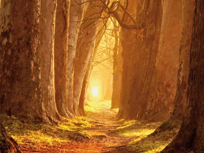 Produktbild von Wälder Kunstdruck Bild - Magisches Licht, Waldweg Im Herbst (60 x 80 cm)