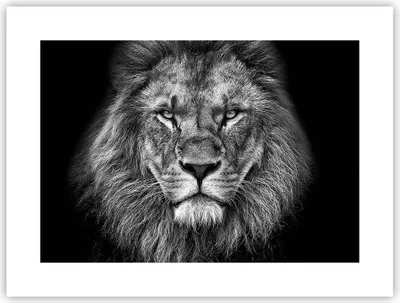 Produktbild von Poster - Poster ohne Rahmen - Porträt Löwe Schwarzweiß - 40x30 cm - Wand Bild - Wanddeko - Wandbilder - Kunstposter - Wandposter - Bilder - Kunstdruck - Wanddekoration - Wandbild - P2XAA40x30-4494