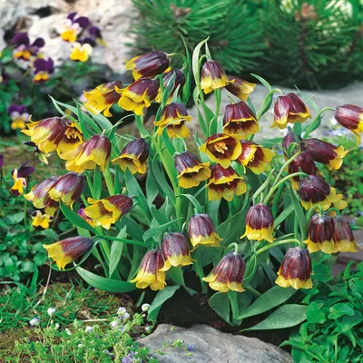 Zdjęcie produktu dla Fritillaria Michalovskyi - Szachownica Michajłowskiego 5 szt. Cebule