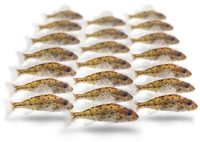 Produktbild von Köderfische Kaulbarsch Klein - Vakuumverpackt | 5-10CM | 15-20ST