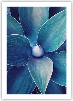 Produktbild von Poster - Poster ohne Rahmen - Agave Blau Blume - 50x70 cm - Wand Bild - Wanddeko - Wandbilder - Kunstposter - Wandposter - Bilder - Kunstdruck - Wanddekoration - Wandbild - P2XPA50x70-4972