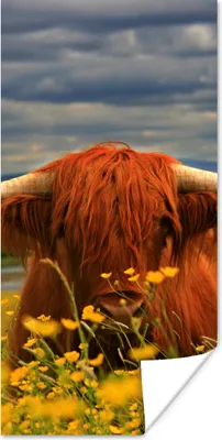 Produktbild von MuchoWow® Poster Schottischer Highlander - Tiere - Blumen 60x120 cm - Wandschmuck