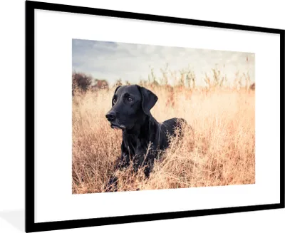 Produktbild von MuchoWow® Gerahmtes Poster Ein Labrador Retriever liegt im hohen Gras 90x60 cm - Poster mit Schwarzem Bilderrahmen Wandposter Rahmen Foto Bilder - Wanddekoration - Fotos