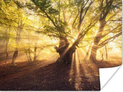 Produktbild von MuchoWow® Poster Baum - Wald - Sonne 160x120 cm - Foto Plakat