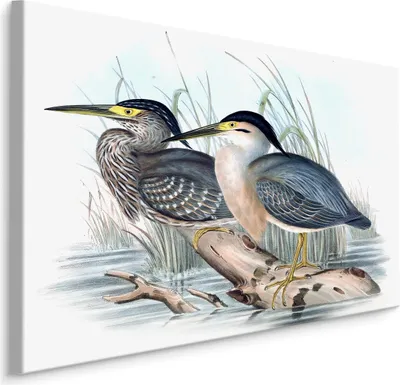 Produktbild von Fabelhafte Canvas LEINWAND BILDER 40x30 cm XXL Kunstdruck Vögel Kraniche Wasser