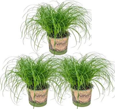Zdjęcie produktu dla Bloomique - Zestaw 3 szt. - Cyperus Zumula - Trawa dla kotów - Rośliny doniczkowe - Przyjazne dla zwierząt - Wysokość 20-30 cm - Doniczka 12 cm