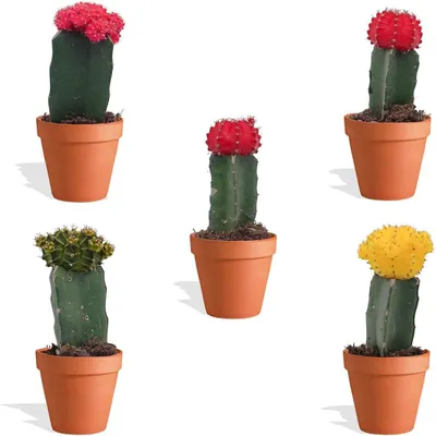 Produktbild von DutchLeafs Gymnocalycium Mihanovichii Mix 5 Stück Veredelte Mini Kakteen im Ø Terrakotta Blumentopf - Erdbeerkaktus Kleine Pflanzen Sammlung