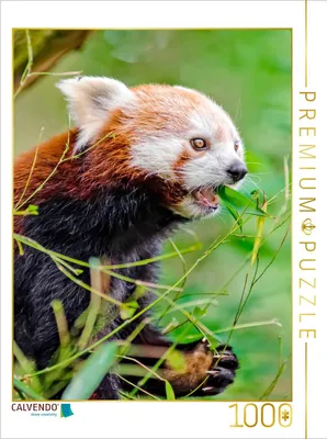 Produktbild von CALVENDO Puzzle Roter Panda | 1000 Teile Lege-Größe 64x48cm Foto-Puzzle für glückliche Stunden