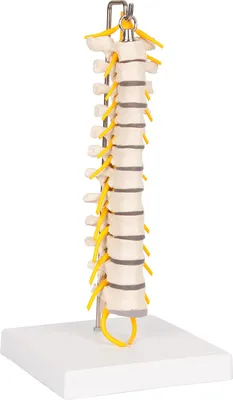 Produktbild von Brustwirbelsäule mit Nervenstrang flexibel, Anatomie Modelle, Lehrmittel
