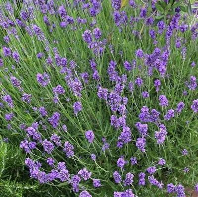 Produktbild von 50 Pflanzen Lavendel 'Munstead', Lavandula angustifolia, winterhart, P9 Topf