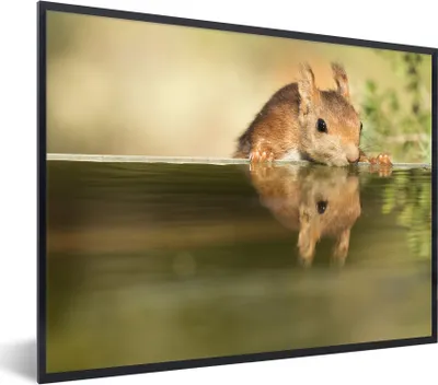 Produktbild von MuchoWow® MuchoWow® Gerahmtes Poster Eichhörnchen - Trinken - Wasser 80x60 cm - Poster mit zchwarzem Bilderrahmen - Schwarzem - Mit Gestell