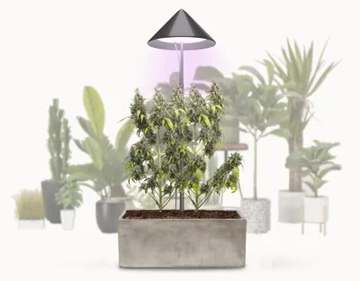 Immagine prodotto di VENSO Lampada LED per piante a spettro completo CANNA SUNLiTE, 30W Parus Grow Light, asta telescopica estensibile fino a 170cm, ideale per 1-2 piante di cannabis, coltivazione indoor, 4000K, IP54, spina EU