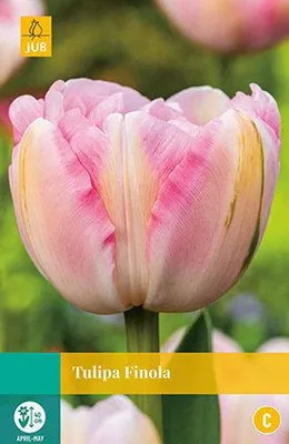 Productafbeelding van Tulipa Finola JUB, 7 bloembollen