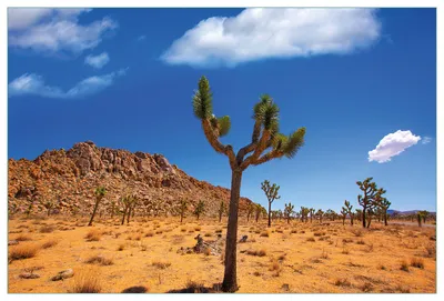 Produktbild von Wallario Küchenrückwand aus Glas, Größe: 90 x 60 cm, Motiv: Palmlilie im Nationalpark Yucca Valley  Wüstenlandschaft | Spritzschutz | abwischbar | pflegeleicht | in