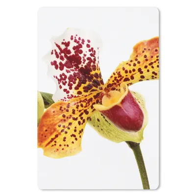 Produktbild von MuchoWow® Mauspad Mousepad Orange Orchidee 18x27 cm - Mousepads - Maus Mat - Pad - Mausunterlage