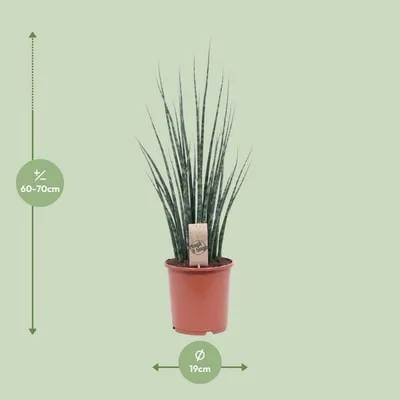 Zdjęcie produktu dla Sansewieria – Sansevieria Fernwood Mikado – roślina doniczkowa – Ø19 cm – ↕80 cm – język teściowej – łatwa w pielęgnacji i oczyszczająca powietrze