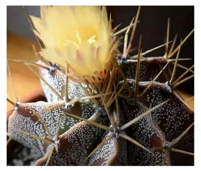 Produktbild von 5 Stück Astrophytum ornatum - Sternkaktus - Samen