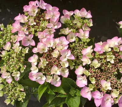 Produktbild von Dehner Teller-Hortensie, üppige rosa Blüten, ca. 30-40 cm, 21 cm Topf, Zierstrauch