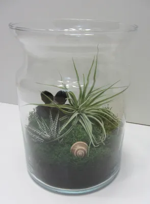 Produktbild von Flaschengarten mit echten Pflanzen Maxi