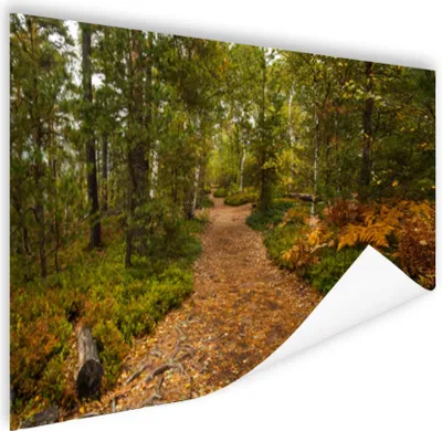 Produktbild von MuchoWow® Poster Wald - Weg - Herbst - Laub 180x120 cm - Fotoplakat