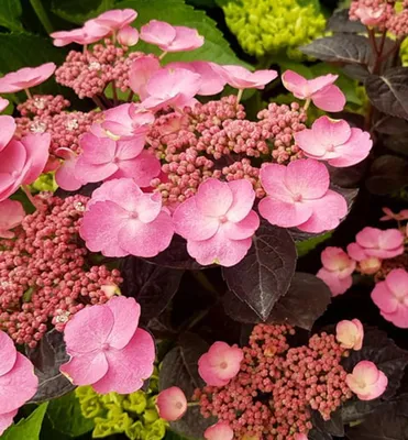 Produktbild von Tellerhortensie 'DAREDEVIL®' 30-40 cm, Cont. 2 l
