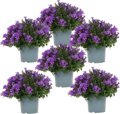 Produktbild von Campanula Addenda Ambella lila 6er Set – Glockenblume violett Topfgröße 12cm – winterhart, lang blühend – Bodendecker für ca.1m² – für Beet, Kübel, Balkonkasten & Blumenampel