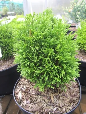 Produktbild von Abendländischer Lebensbaum - Thuja occidentalis Kraznal 15-20