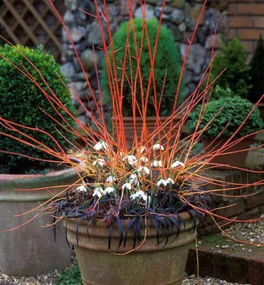 Produktbild von Blutroter Hartriegel ´MIDWINTER FIRE´ 40-50 cm, Cont. 2,5 l