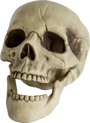 Produktbild von Totenkopf mit beweglichem Kiefer 20cm als Deko
